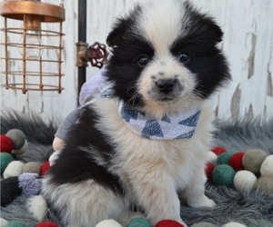 Pomimo Puppy for sale in HONEY BROOK, PA, USA