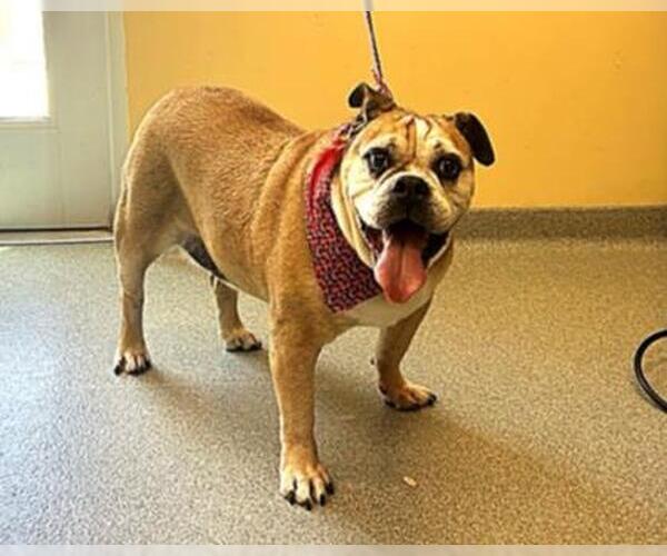 Medium Photo #3 Bulldog-Unknown Mix Puppy For Sale in Orange, CA, USA