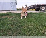 Small Photo #7 Pembroke Welsh Corgi Puppy For Sale in PORT BYRON, NY, USA