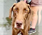 Small Photo #5 Great Dane-Unknown Mix Puppy For Sale in Canton, CT, USA