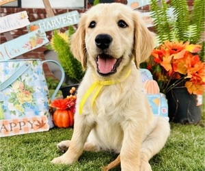 Golden Retriever Puppy for sale in BAKERSFIELD, CA, USA