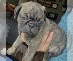 Small Photo #6 Pug Puppy For Sale in HILLTOP LAKES, TX, USA