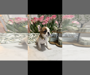 French Bulldog Litter for sale in PAWTUCKET, RI, USA