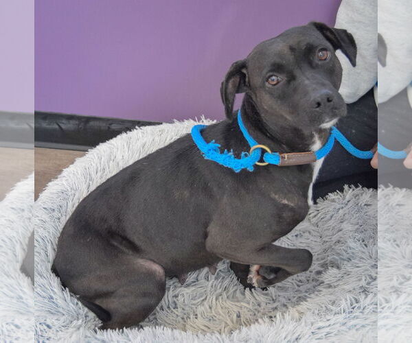 Medium Photo #5 Australian Shepherd-Unknown Mix Puppy For Sale in Huntley, IL, USA