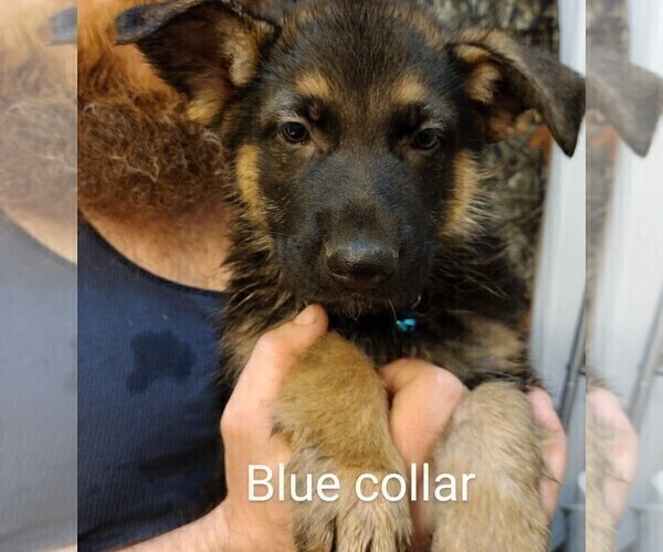Medium Photo #7 German Shepherd Dog Puppy For Sale in CRESWELL, OR, USA