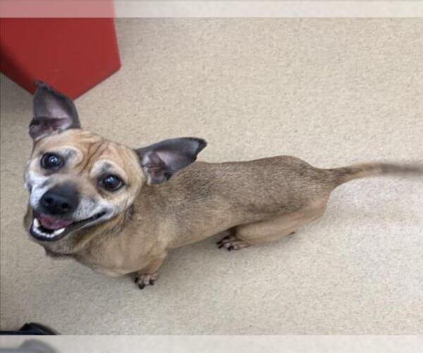 Medium Photo #1 Chihuahua-Unknown Mix Puppy For Sale in Derwood, MD, USA