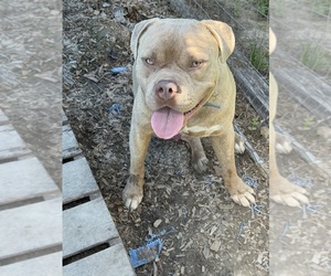Father of the American Bully puppies born on 06/06/2025
