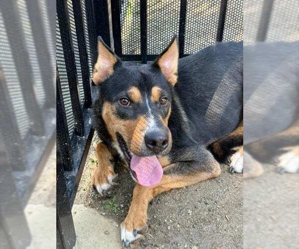 Medium Photo #2 American Pit Bull Terrier-Unknown Mix Puppy For Sale in Riverside, CA, USA