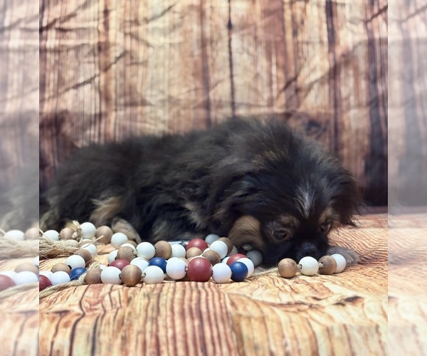 Medium Photo #7 Pekingese Puppy For Sale in RIPLEY, MS, USA