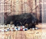 Small #6 Pekingese