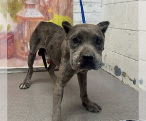 Mastiff-Unknown Mix Dogs for adoption in San Bernardino, CA, USA