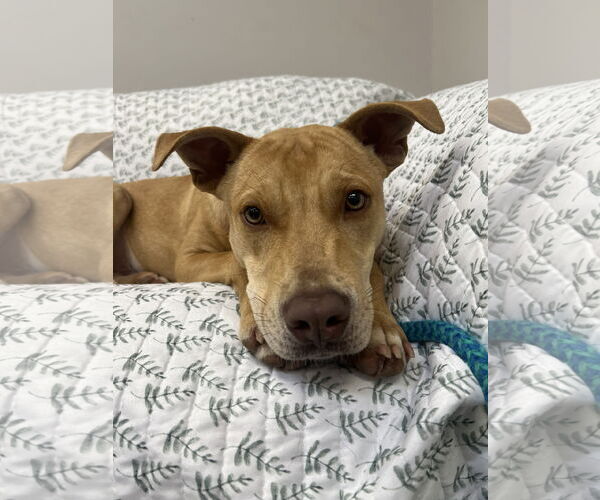 Medium Photo #5 Mutt Puppy For Sale in Rockaway, NJ, USA