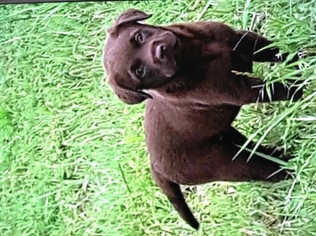 Labrador Retriever Puppy for sale in GAINESVILLE, TX, USA