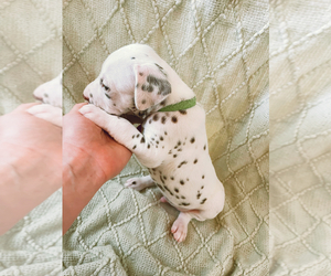 Dalmatian Puppy for sale in LAKE CITY, FL, USA