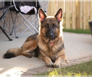 Mother of the German Shepherd Dog puppies born on 09/12/2021