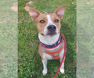 American Staffordshire Terrier Dogs for adoption in Fort Lauderdale, FL, USA
