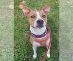Small American Staffordshire Terrier