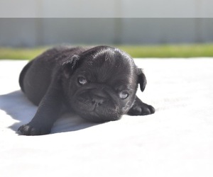Pug Puppy for sale in PALM COAST, FL, USA