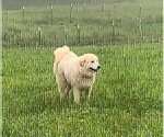 Small Photo #7 Great Pyrenees Puppy For Sale in MOUNT AIRY, NC, USA