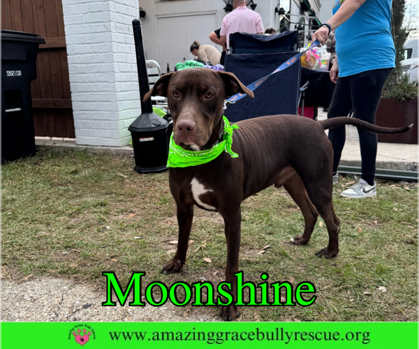 Medium Photo #18 Doberman Pinscher-Unknown Mix Puppy For Sale in Pensacola, FL, USA