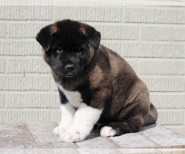 Medium Photo #3 Akita Puppy For Sale in FREDERICKSBURG, OH, USA