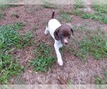 Small Photo #6 German Shorthaired Pointer Puppy For Sale in QUITMAN, TX, USA