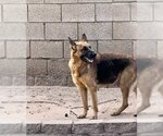 Small Photo #2 German Shepherd Dog Puppy For Sale in Chandler, AZ, USA