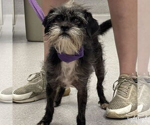 Brussels Griffon-Unknown Mix Dogs for adoption in Washington, DC, USA