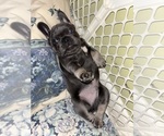 Small #1 French Bulldog