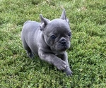 Puppy 2 French Bulldog