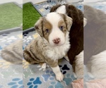 Puppy Joey Miniature Australian Shepherd