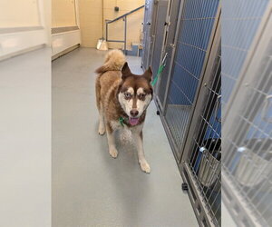 Siberian Husky Dogs for adoption in South Lake Tahoe, CA, USA