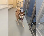 Small Siberian Husky