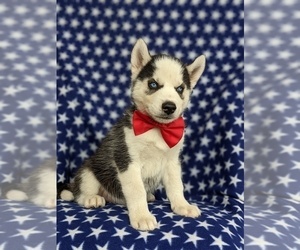 Siberian Husky Puppy for sale in EPHRATA, PA, USA