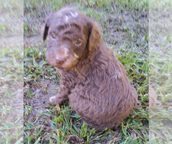 Medium Photo #1 Aussiedoodle-Australian Shepherd Mix Puppy For Sale in ARCHDALE, NC, USA