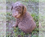 Small Photo #1 Aussiedoodle-Australian Shepherd Mix Puppy For Sale in ARCHDALE, NC, USA