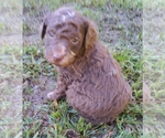 Small Aussiedoodle-Australian Shepherd Mix