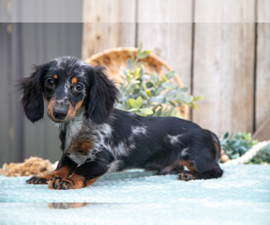 Dachshund Puppy for sale in GREENWICH, OH, USA