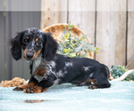 Small Dachshund