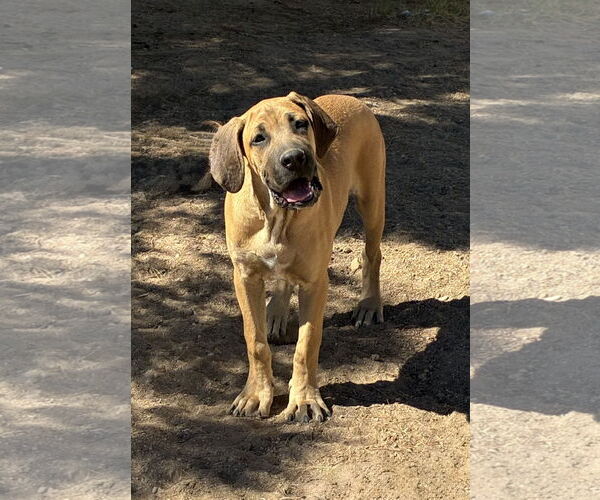 Medium Photo #7 Mastiff Puppy For Sale in Hesperia, CA, USA