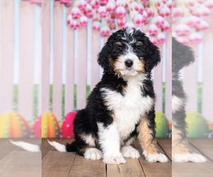 Bernedoodle Puppy for sale in NORTH ADAMS, MI, USA