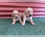 Small #14 English Cream Golden Retriever