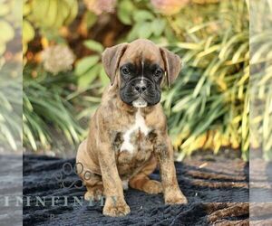 Boxer Puppy for sale in HONEY BROOK, PA, USA
