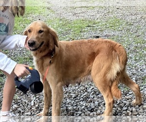 Mother of the Golden Retriever puppies born on 06/21/2026