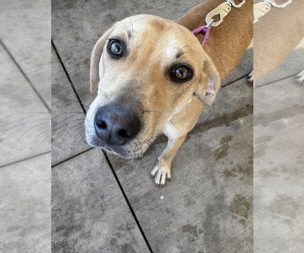 Medium Photo #10 Labrador Retriever-Unknown Mix Puppy For Sale in Fort Worth, TX, USA