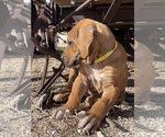 Small Photo #77 Rhodesian Ridgeback Puppy For Sale in MORONGO VALLEY, CA, USA