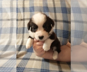 Cardigan Welsh Corgi Puppy for sale in DEFUNIAK SPGS, FL, USA