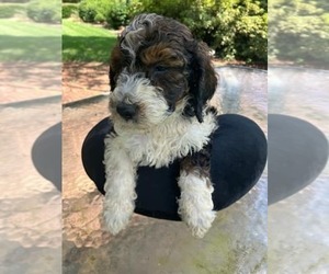 Poodle (Standard) Puppy for sale in VIRGINIA BEACH, VA, USA