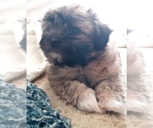 Shorkie Tzu Puppy for sale in LAWRENCEVILLE, GA, USA