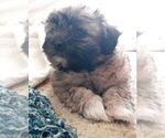 Small Photo #1 Shorkie Tzu Puppy For Sale in LAWRENCEVILLE, GA, USA